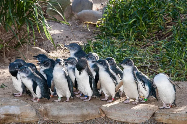 Grupo Pequenos Pinguins Mostrando Bandas Pernas Coloridas Zoológico — Fotografia de Stock