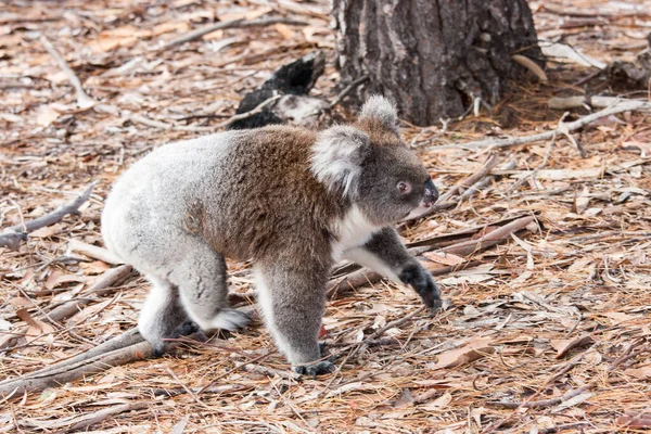 Koala Caminando Por Suelo — Foto de Stock