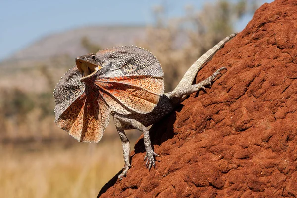 Frill Necked Lizard Displaying Frill — Stock Photo, Image