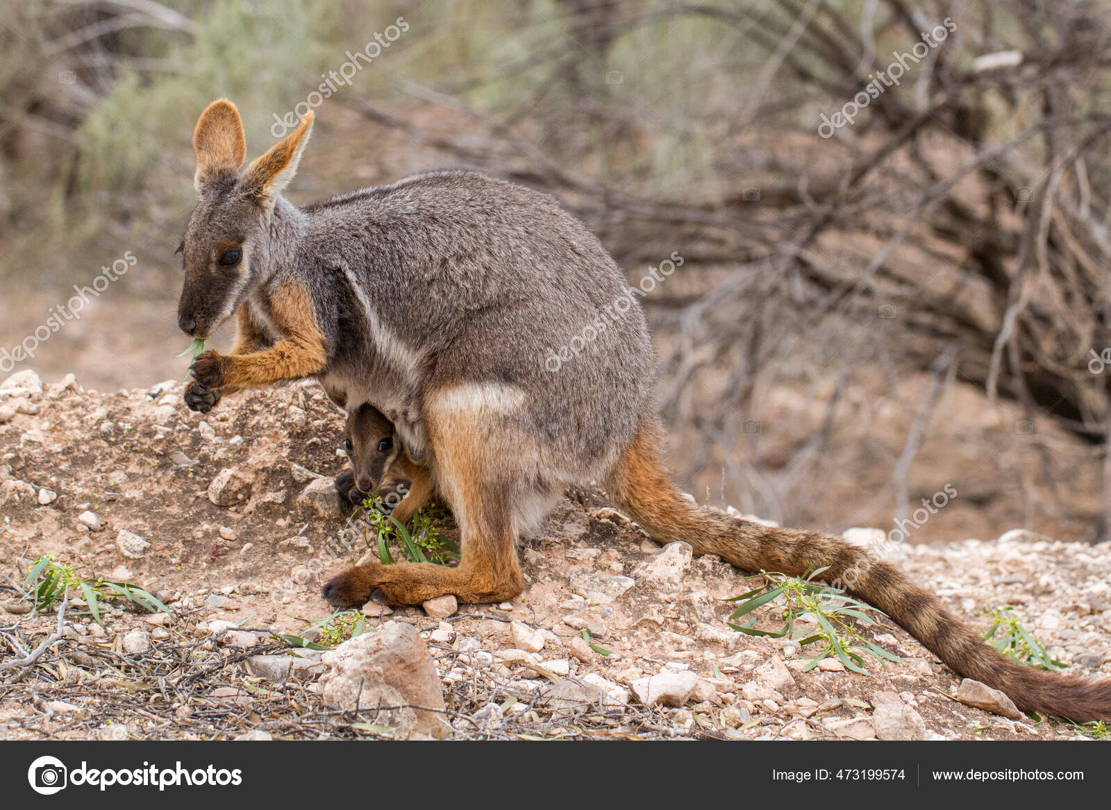 The Yellow-footed Rock-wallaby Petrogale Xanthopus , Formerly Known As The  Ring-tailed Wallaby. Stock Photo, Picture and Royalty Free Image. Image  91876530.