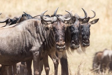 Antilop sürüsü Serengeti Ulusal Parkı