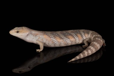 Avustralya Mavi Dil Kertenkelesi 'nin renk şekli