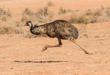 Running Emu in far western New South Wales Australia clipart