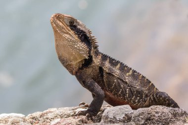 Erkek Avustralya Doğu Su Ejderhası