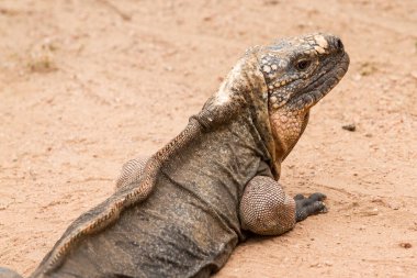 Tehlike altındaki Exuma Adası İguanası