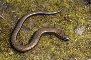 Üç Parmaklı Kazıcı Skink