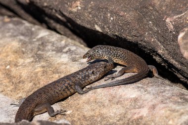 Avustralyalı Cunningham Skinks 'ın bölgesel davranışları