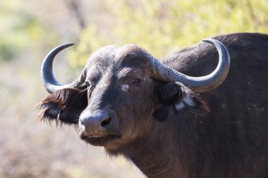 Afrika Burnu 'na yakın.