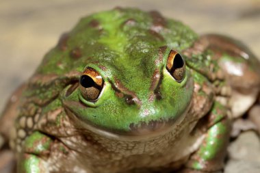 Nesli tükenmekte olan Gürleyen Çimen Kurbağası