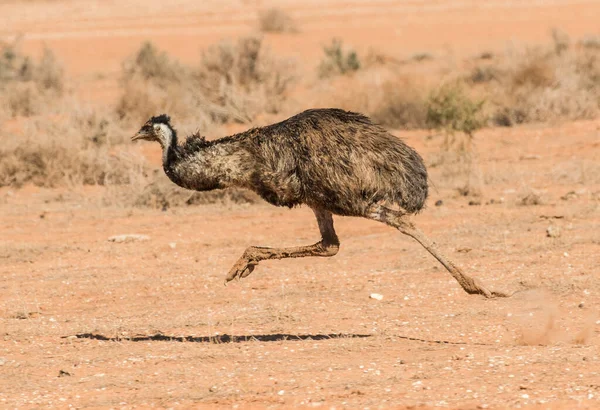 Běh Emu Dalekém Západním Novém Jižním Walesu Austrálie — Stock fotografie