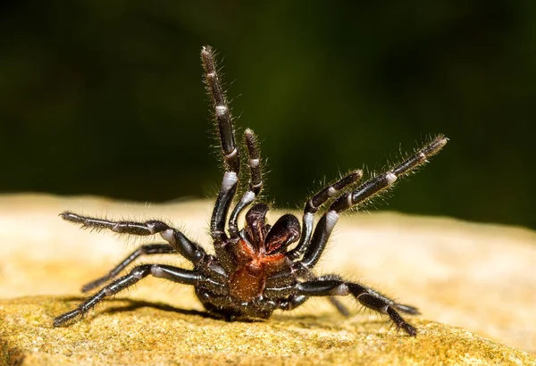 Fortement Venimeux Sydney Entonnoir Toile Spider — Photo