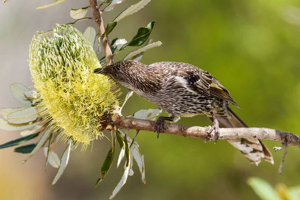 Little Wattle bird feeding on Banksia flower