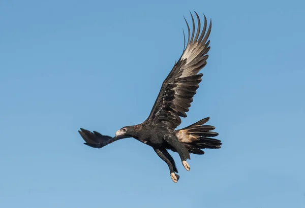 Keilschwanzadler Flug — Stockfoto