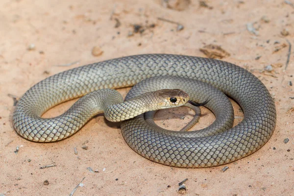 Eastern Brown Snake Cintilando Língua — Fotografia de Stock