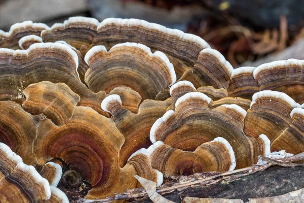 Bracket Fungi Crescendo Partir Tronco Morto — Fotografia de Stock
