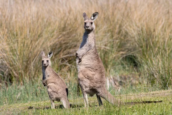 Eastern Grey Känguru Mit Joey — Stockfoto