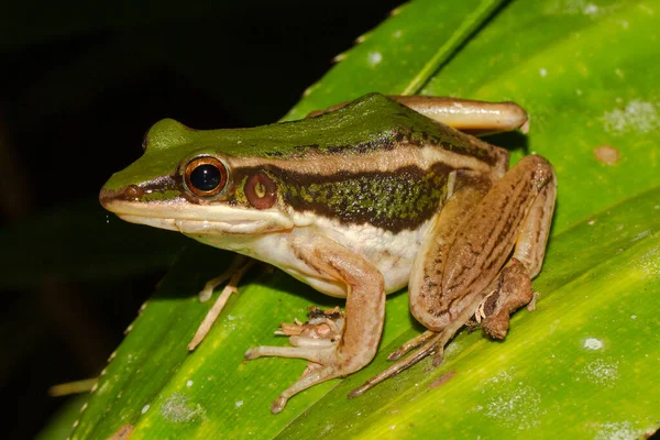 Borneo Green Paddy Frog — Stock fotografie