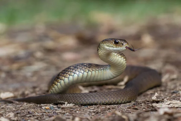 Serpiente Áspera Parpadeando Lengua — Foto de Stock