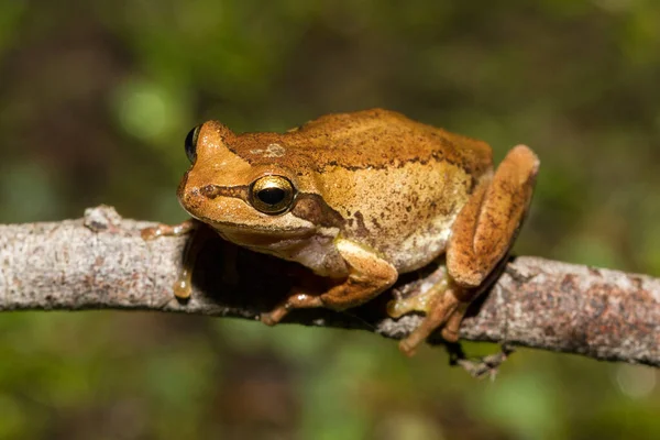 Hnědá Žába Odpočívající Větvi Stromu — Stock fotografie