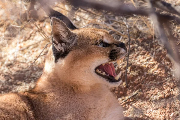 Caracal Desierto Lynx Mostrando Agresividad — Foto de Stock