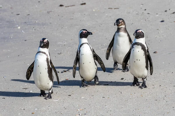 Pinguins Africanos Andando Praia — Fotografia de Stock