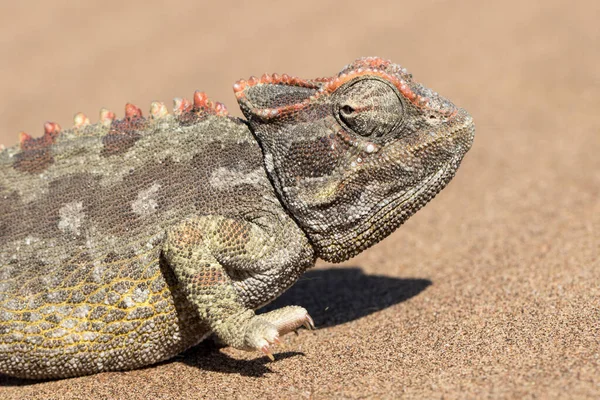 Blisko Namaqua Kameleon — Zdjęcie stockowe
