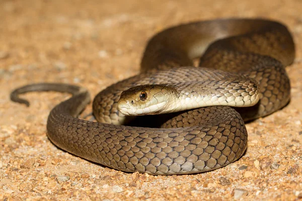 Mycket Giftig Rough Skalad Orm Från Australien — Stockfoto