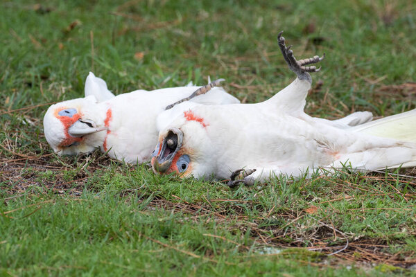 Long-billed Corella pair being playfu