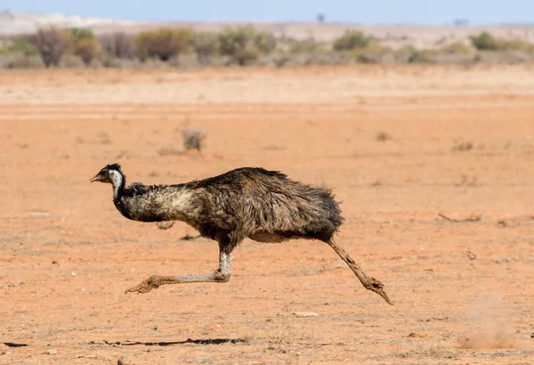 Bieg Emu Dalekiej Zachodniej Nowej Południowej Walii Australia — Zdjęcie stockowe