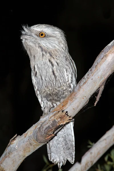 Tawny Frogmouth Resting Tree Branch — ストック写真