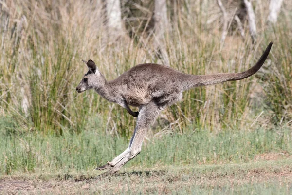 Östliches Graues Känguru Hüpft Schnell — Stockfoto