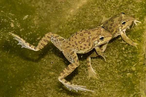 ポイントン川のカエルのサンプス — ストック写真