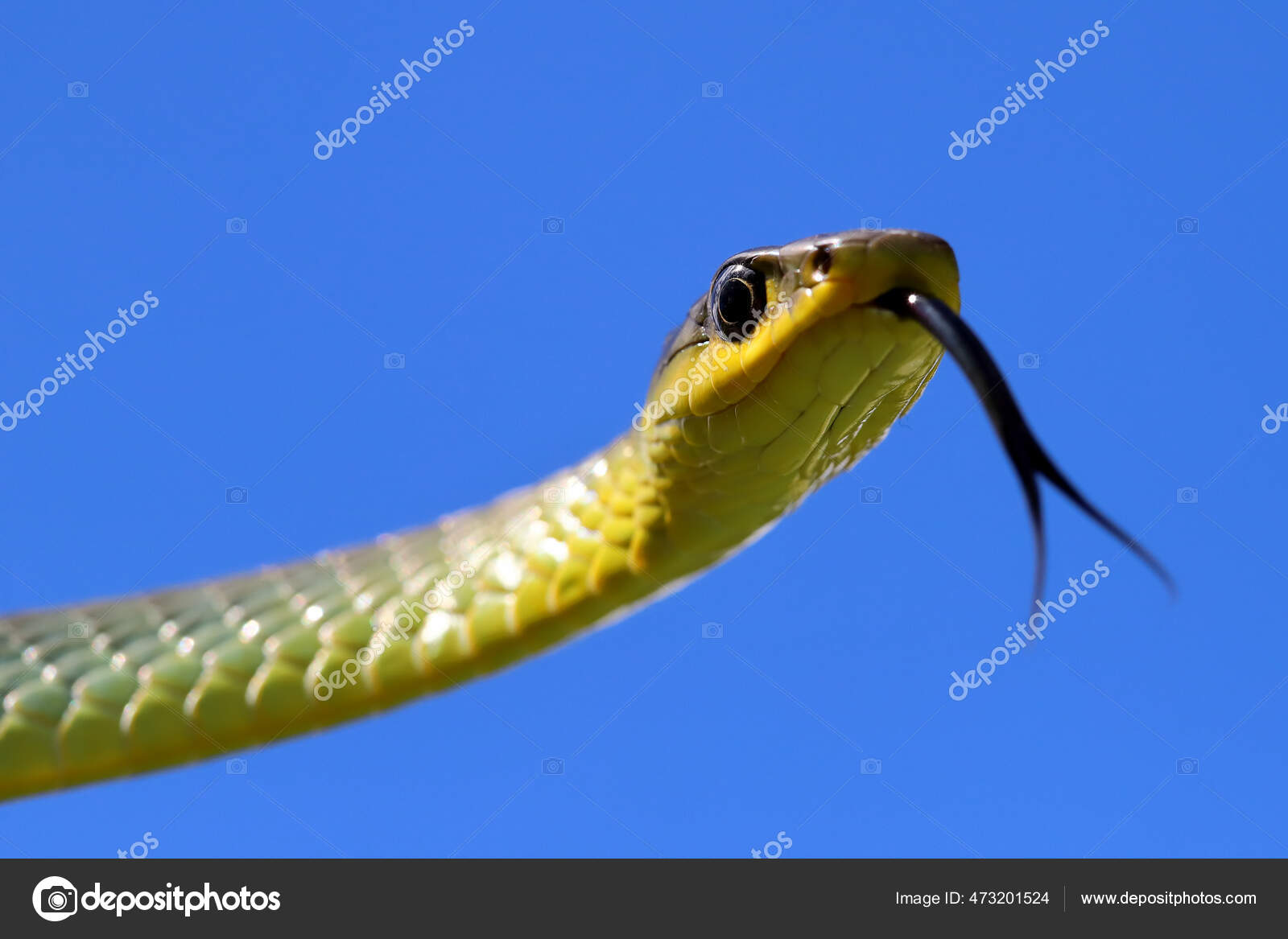 Comon Tree Snake Flickering Tongue — Stock Photo © kengriffiths.live