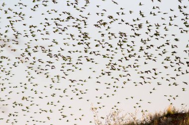Budgerigar sürüsü uçuyor