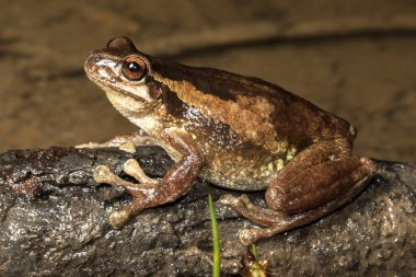 Avustralya Islık Ağacı Kurbağası