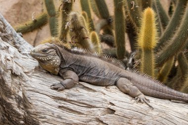 Esir alınmış Küba İguanası