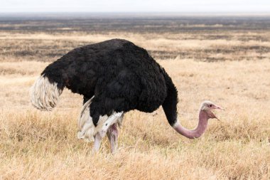 Afrika ovalarında otlayan devekuşu.