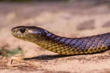 Avustralya Doğu Kaplan Yılanı