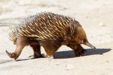 Kısa gagalı Echidna yürüyüşü