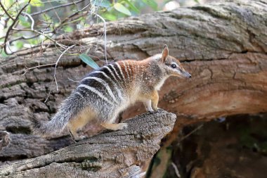 Batı Avustralya 'dan Numbat