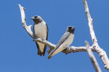 Beyaz göğüslü Tahta Kırlangıçlar