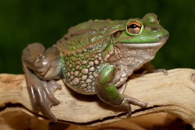Nesli tükenmekte olan Gürleyen Çimen Kurbağası