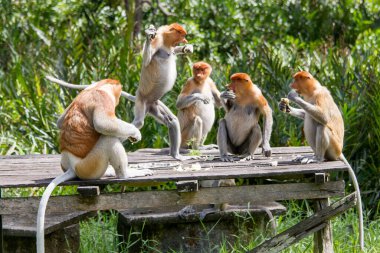 Labuk Körfezi Tapınağındaki Hortumlu Maymunlar