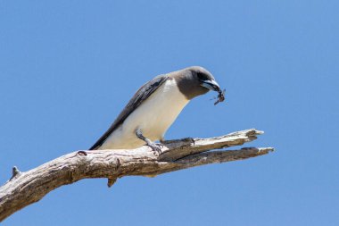 Beyaz göğüslü, güveli Ağaç Kırlangıcı