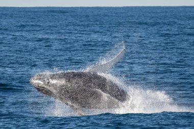 Büyük Kambur Balina İhlali 
