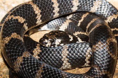 Stephen 's Banded Snake kıvrıldı