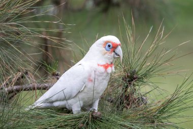Avustralya Uzun gagalı Corella