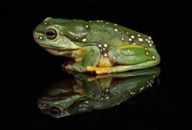 Büyüleyici ağaç kurbağası siyah perspex 'te