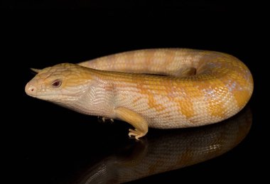 Avustralya Mavi Dil Kertenkelesi 'nin renk şekli