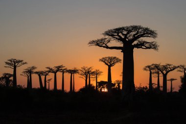 Baobab Sokağı, Madagaskar 'da gün batımı